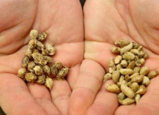 Bước tiến sinh học này có thể cứu đói hàng trăm triệu người trong tương lai
