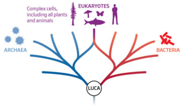 Các nhà khoa học có thể đã tìm ra tổ tiên của sự sống cách đây 4 tỷ năm, xô đổ học thuyết của Darwin