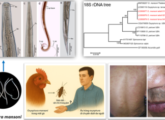 Ca bệnh hiếm gặp: bệnh ấu trùng di chuyển ở người nguyên nhân bởi giun tròn Oxyspirura mansoni
